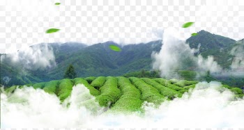 Green tea Leaf Tea culture - Green tea 