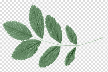 Green tea Leaf, tea transparent background PNG clipart
