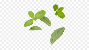 Green Tea Leaves, Spearmint, Natural Flavors - Swamp Birch