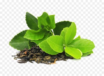 Green tea Masala chai Matcha Camellia sinensis - tea 