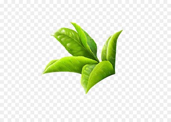 Green tea Masala chai White tea Leaf - WATERCOLOR LEAF 