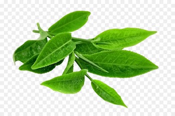 Green tea Matcha Japanese tea ceremony - Green tea leaves of black tea picture material 