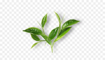Green tea Matcha Leaf Breakfast - tea green 