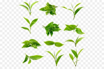 Green tea Matcha Leaf Stock photography - tea 