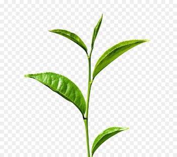 Green tea Matcha Leaf Tea production in Sri Lanka - A tea 