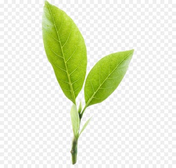 Green tea Mighty Leaf Tea Company - Two tea leaf 