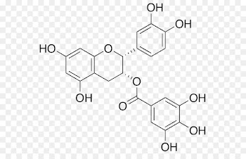 Green Tea, Tea, Epigallocatechin Gallate, Text, White PNG