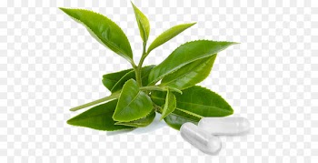 Green Tea, Tea, Matcha, Leaf, Plant PNG