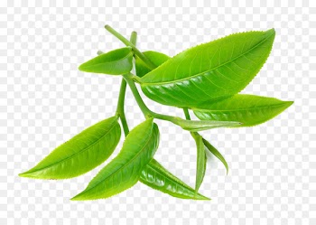 Green tea Tea tree oil Camellia sinensis - tea leaves 