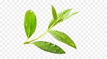 Green tea Tea tree oil Camellia sinensis - tea watercolor 