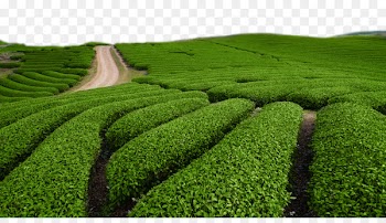 Green tea Tieguanyin White tea Chinese tea - Green tea field green tea 