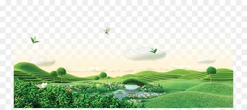 Green tea Wallpaper - Large tracts of green tea 