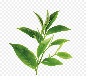 Green tea White tea Theanine Oil - Green tea 