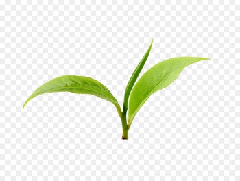 Green tea Wuyi tea Anhua County Xinyang Maojian tea - Closeup of green tea leaves 