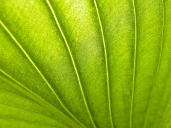 green textile