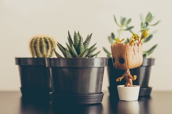 green tiger cactus plant in black plant pot