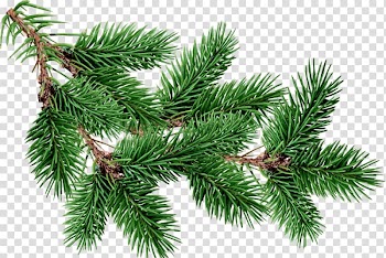 Green tinsel, Fir Pine Tree , free christmas tree branches buckle material transparent background PNG clipart