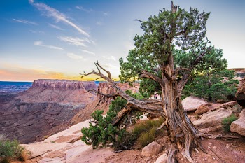 Green Tree