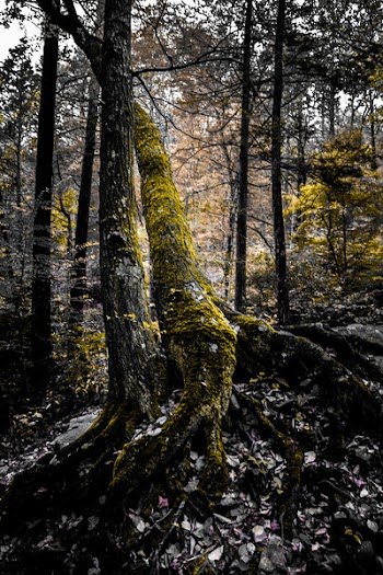 Green Tree