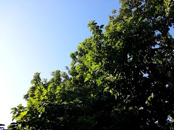 green tree