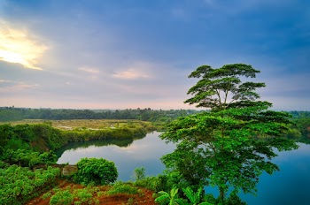 Green Tree Across Body of Water