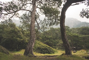 Green Tree and Grass Field