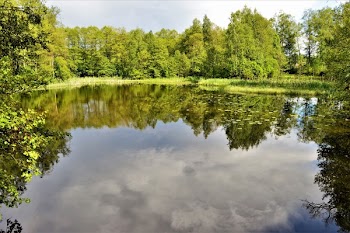 Green Tree and Lake Scenery