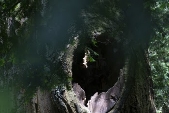 Green Tree at Daytime