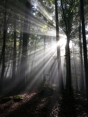 Green Tree Behind Sun Light