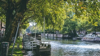 Green Tree Beside River