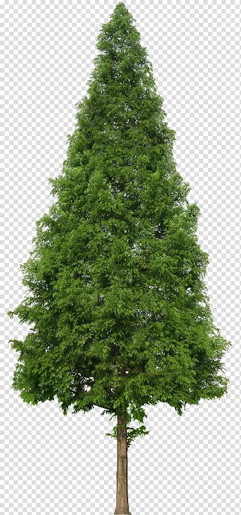 Green tree, Evergreen Tree Douglas fir, trees transparent background PNG clipart