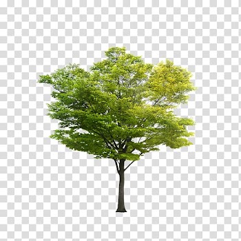 Green tree, Hyderabad Major Banner LLC. Samsung , tree transparent background PNG clipart