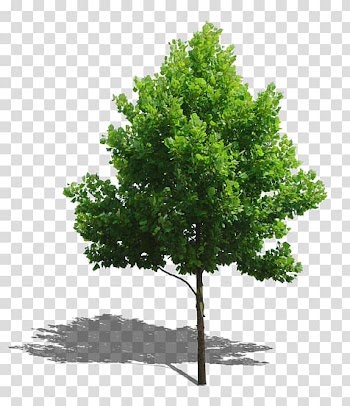 Green tree illustration, Tree Plant Computer file, Trees transparent background PNG clipart