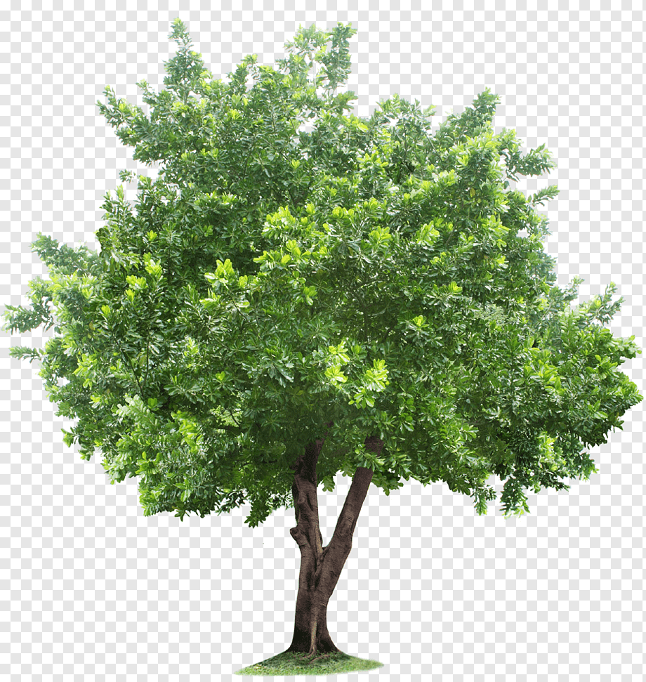 green tree illustration, Tree Root, tree, leaf, tree Branch, branch png