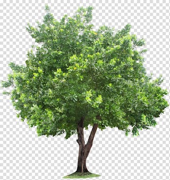 Green tree illustration, Tree Root, tree transparent background PNG clipart