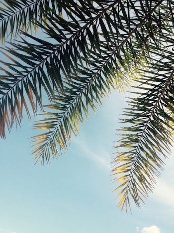 Green Tree Leaves