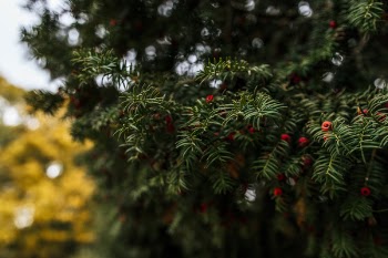 Green Tree Leaves