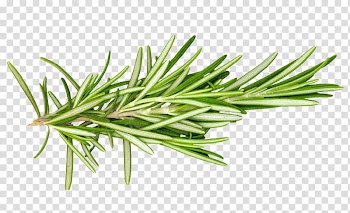 Green tree leaves, Rosemary Herb Leaf Spice Food, vegetable dish transparent background PNG clipart