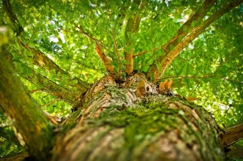 Green Tree Low-angle Photography