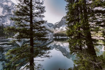 Green Tree Near Body of Water and Mountain Under White Skies