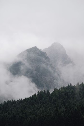 green tree near hill covered by fogs under white clouds
