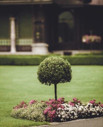 Green Tree Near House