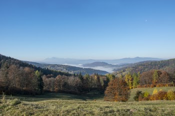 Green Tree Near Mountain Area during Daytime
