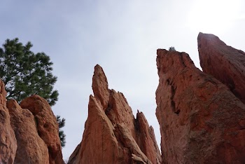 Green Tree Near Rocky Mountains