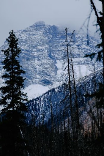 green tree near snow covered mountain