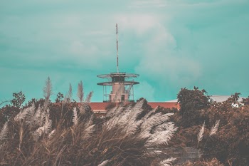 Green Tree Near Tower