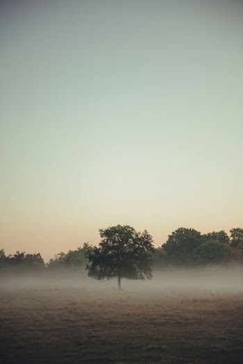 green tree on brown field at daytime