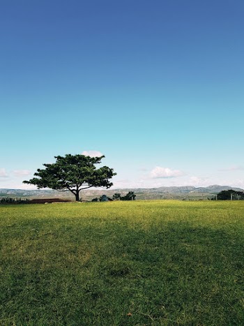 Green Tree on Grass Field Under Calm Blue Sky