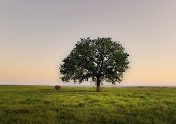 Green Tree on Green Grass Field