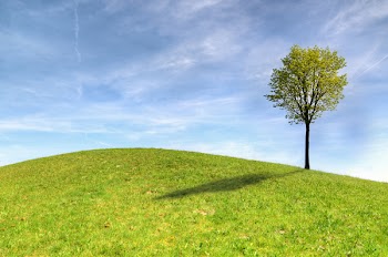 Green Tree on Green Grass Field Under White Clouds and Blue Sky